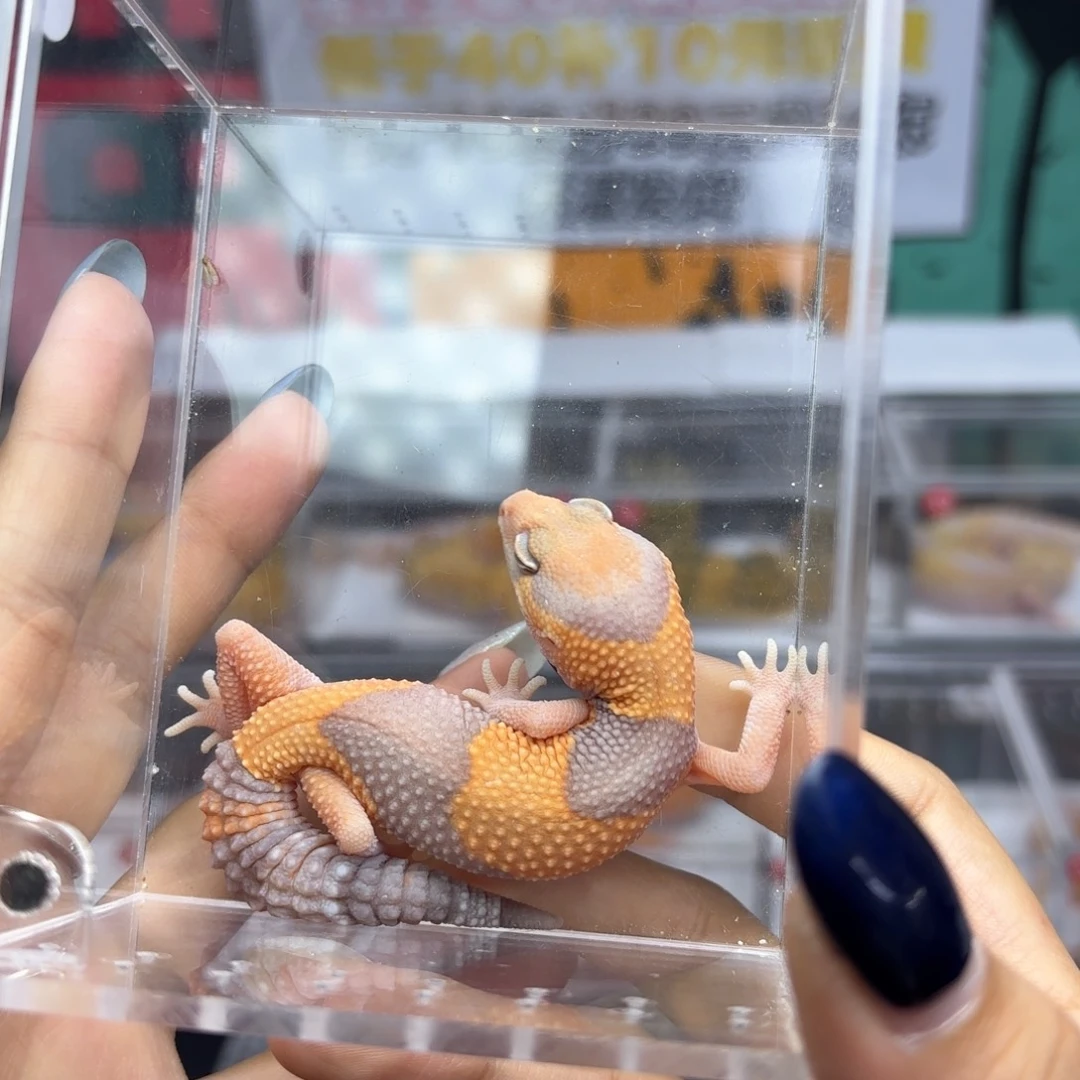肥尾守宫橘白母温