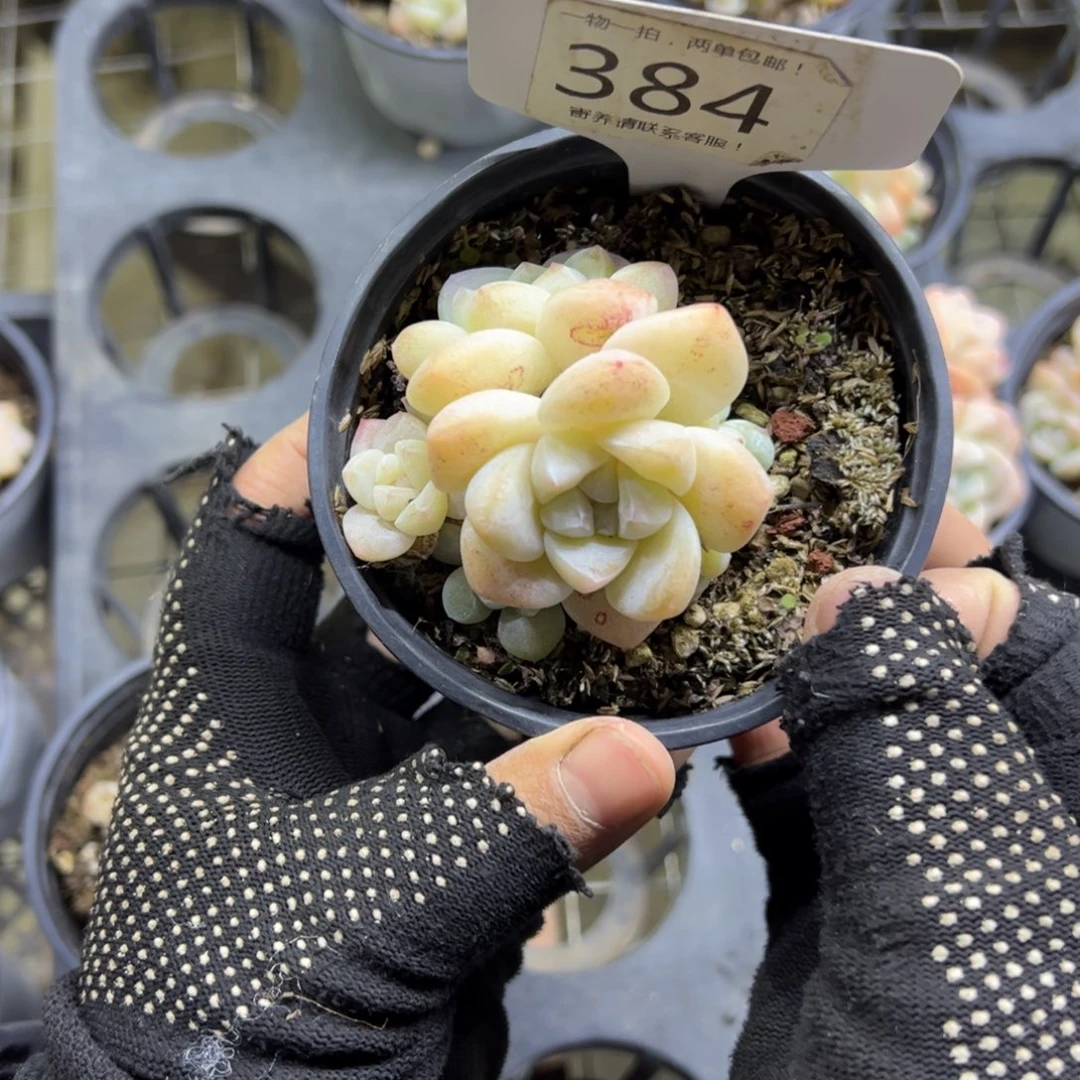 红陶384号多肉植物