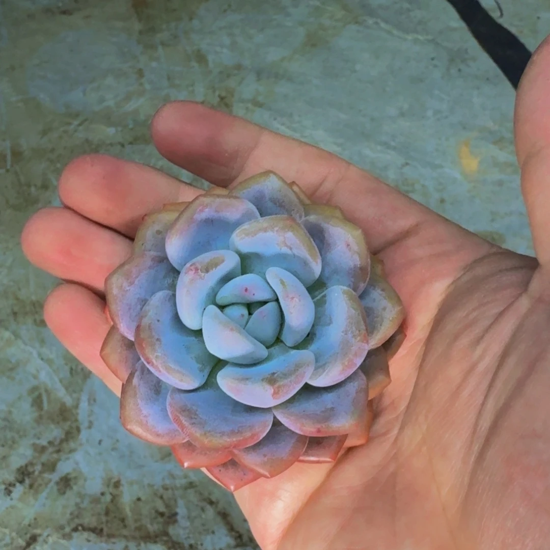 雷拉洛 单头 一物一拍