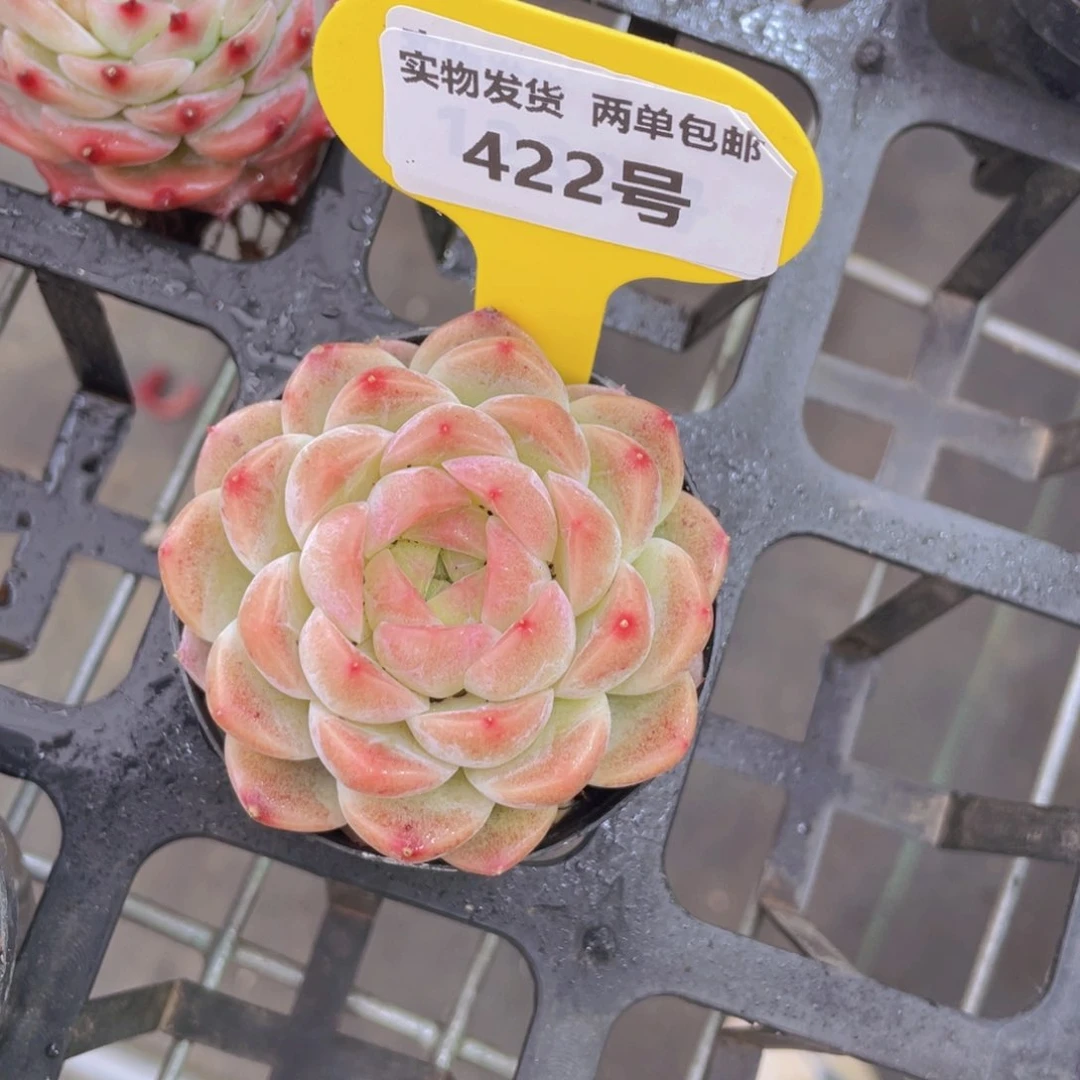 422号 圆脸麦秆单头一个m
