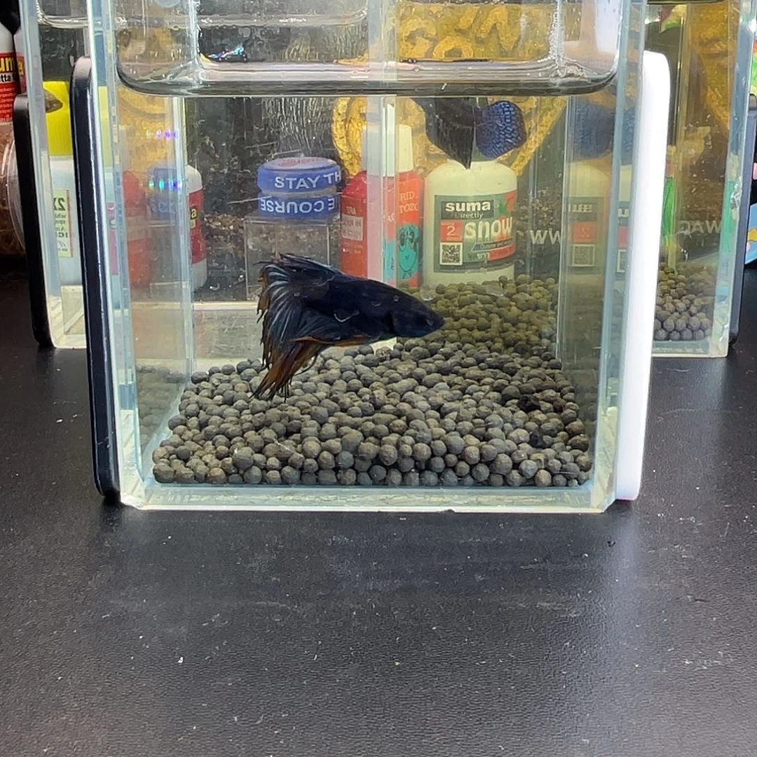 斗鱼37号111早黑毒