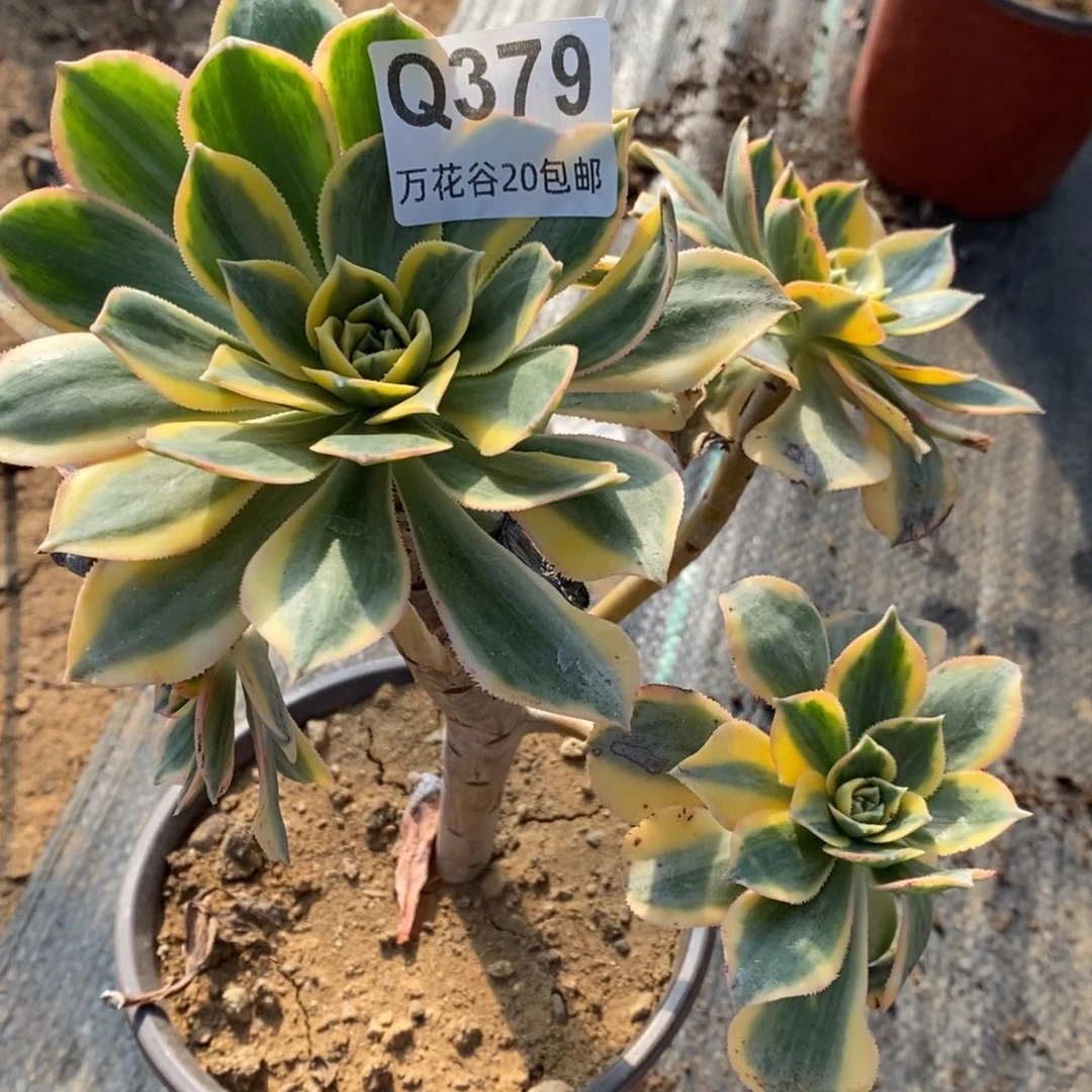 379灿烂多肉植物