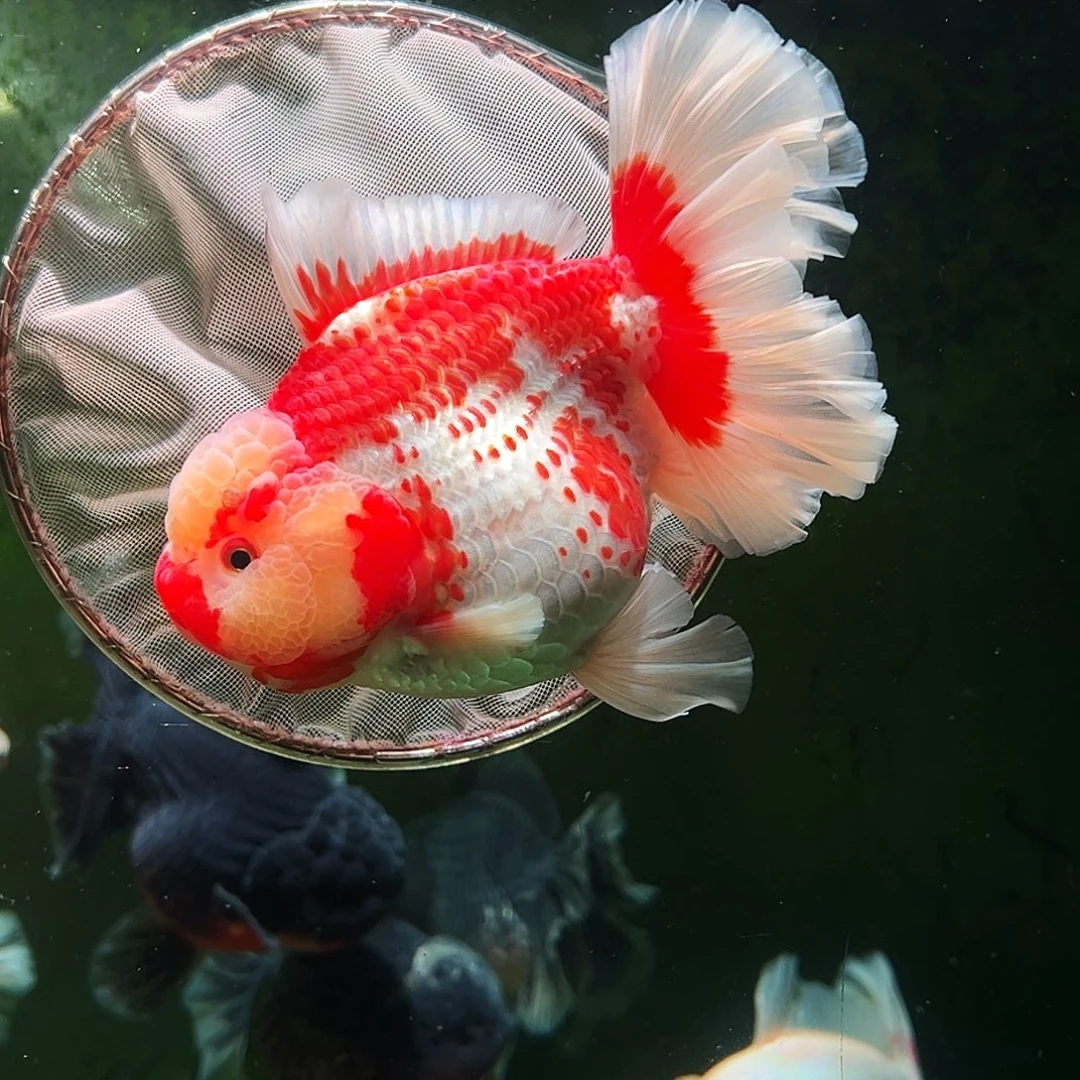 金鱼百褶泰狮冷水金鱼