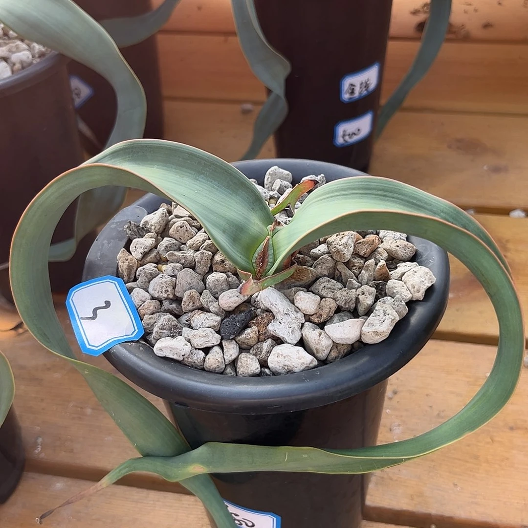 汤圆植物3百岁兰心型