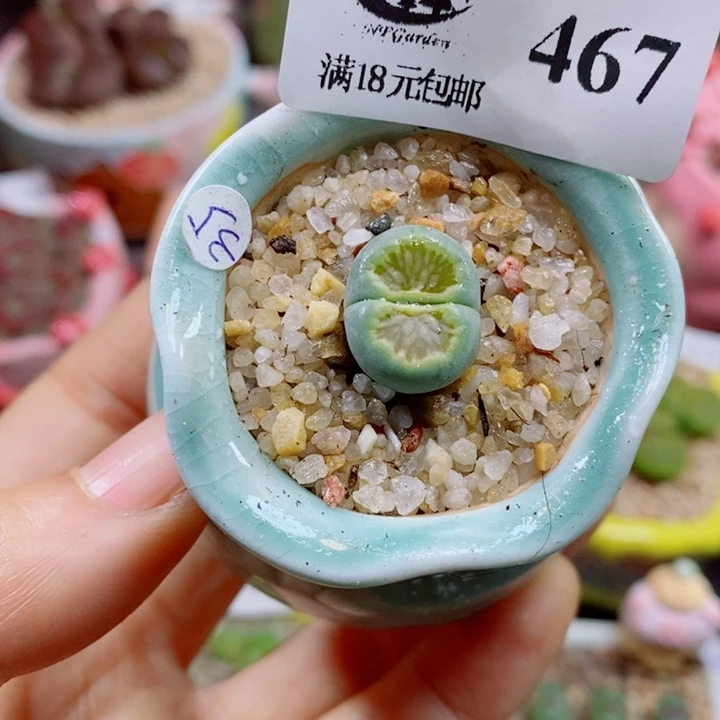 生石花花花花花花花花467