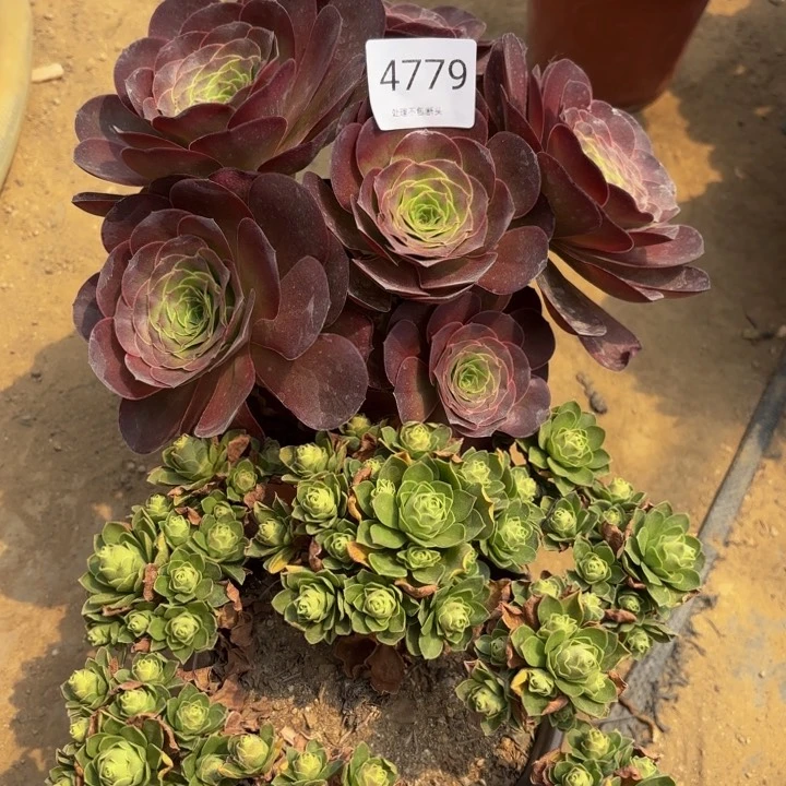 2颗多肉处理不包断头4779