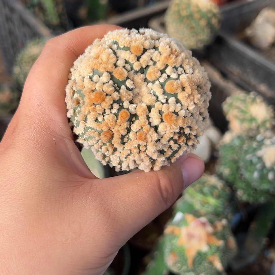 苗接海星花园兜仙人球3605号