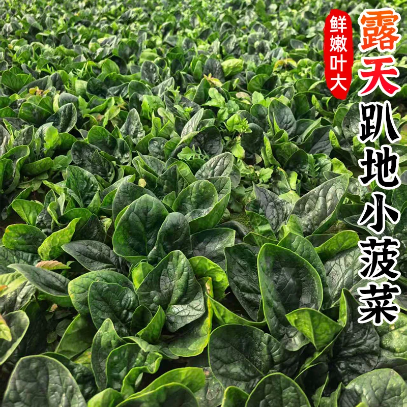 【鲜嫩叶大】露天趴地小菠菜1-5斤霜冻矮脚菠菜红根菠菜火锅蔬菜