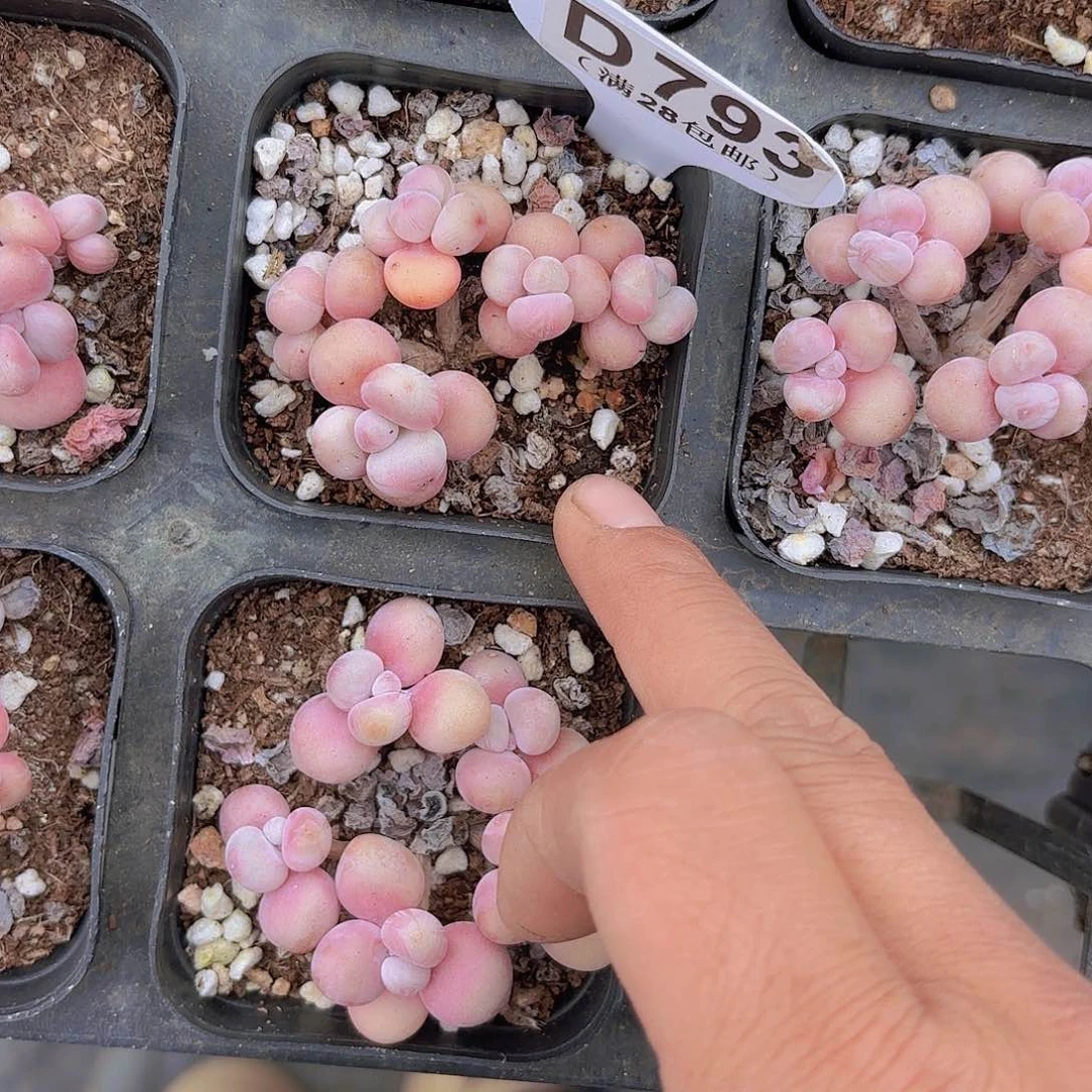 D793桃蛋丸叶一物一拍