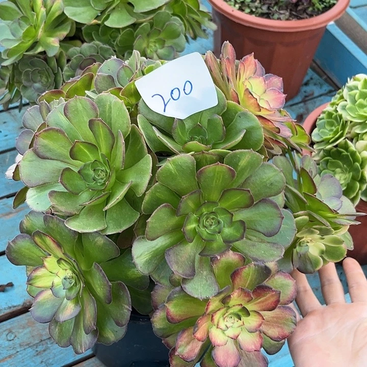 200海王七彩朵朵发发发