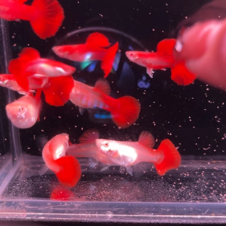 孔雀鱼折扇白子半月尾10条