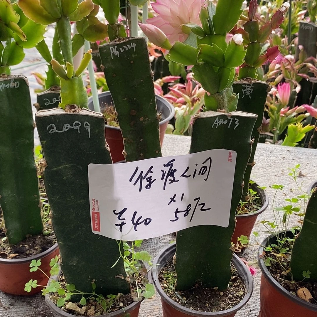 ****间全部花朵73➕2099福利