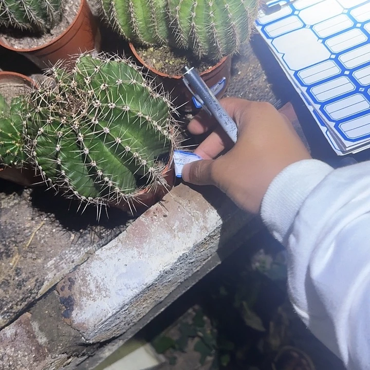 *****无花朵彩草句哈哈哈哈就