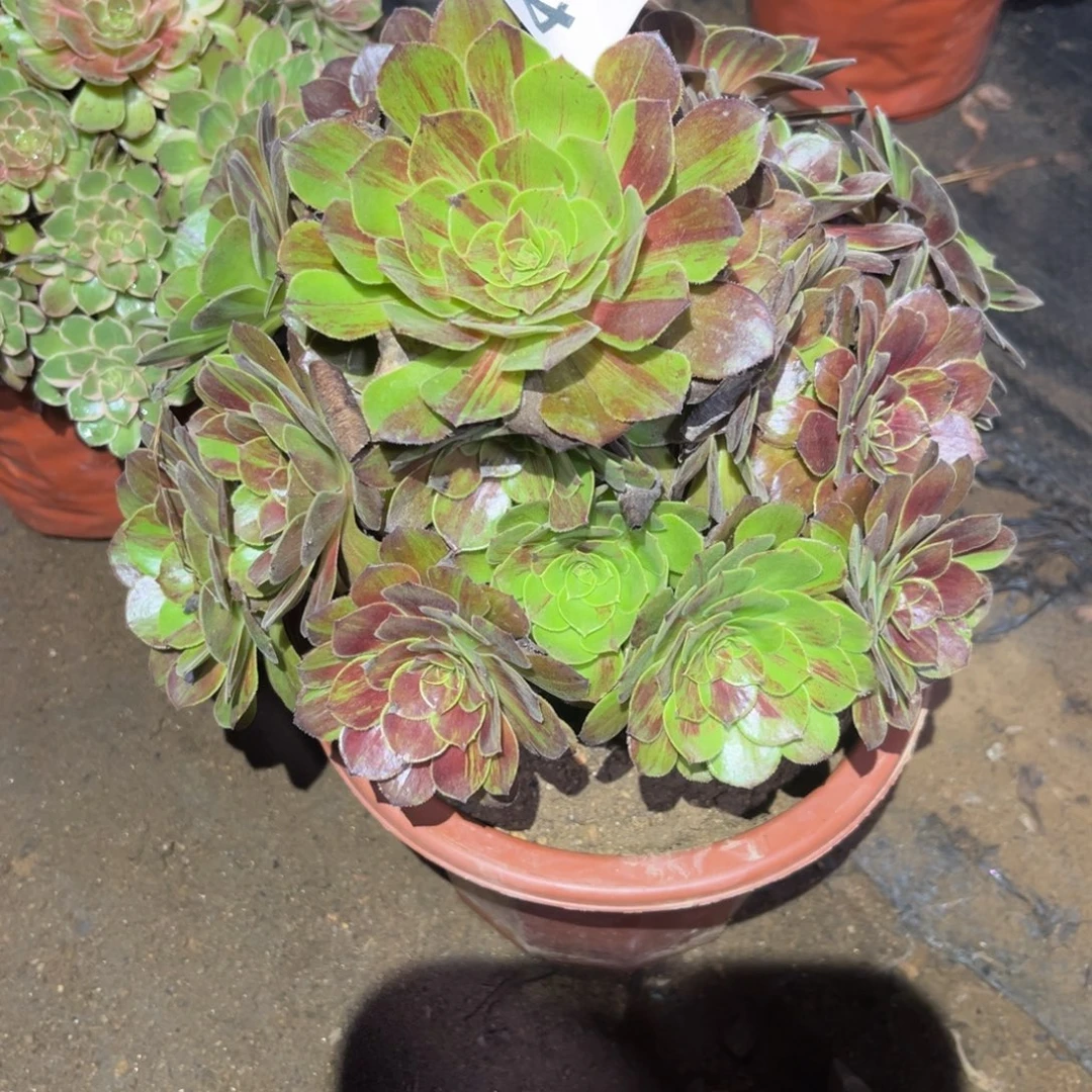 花月夜手捧多肉法师459