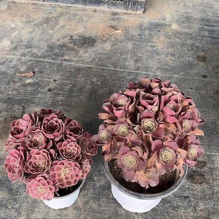 美杜莎魅金hhhhhhhh