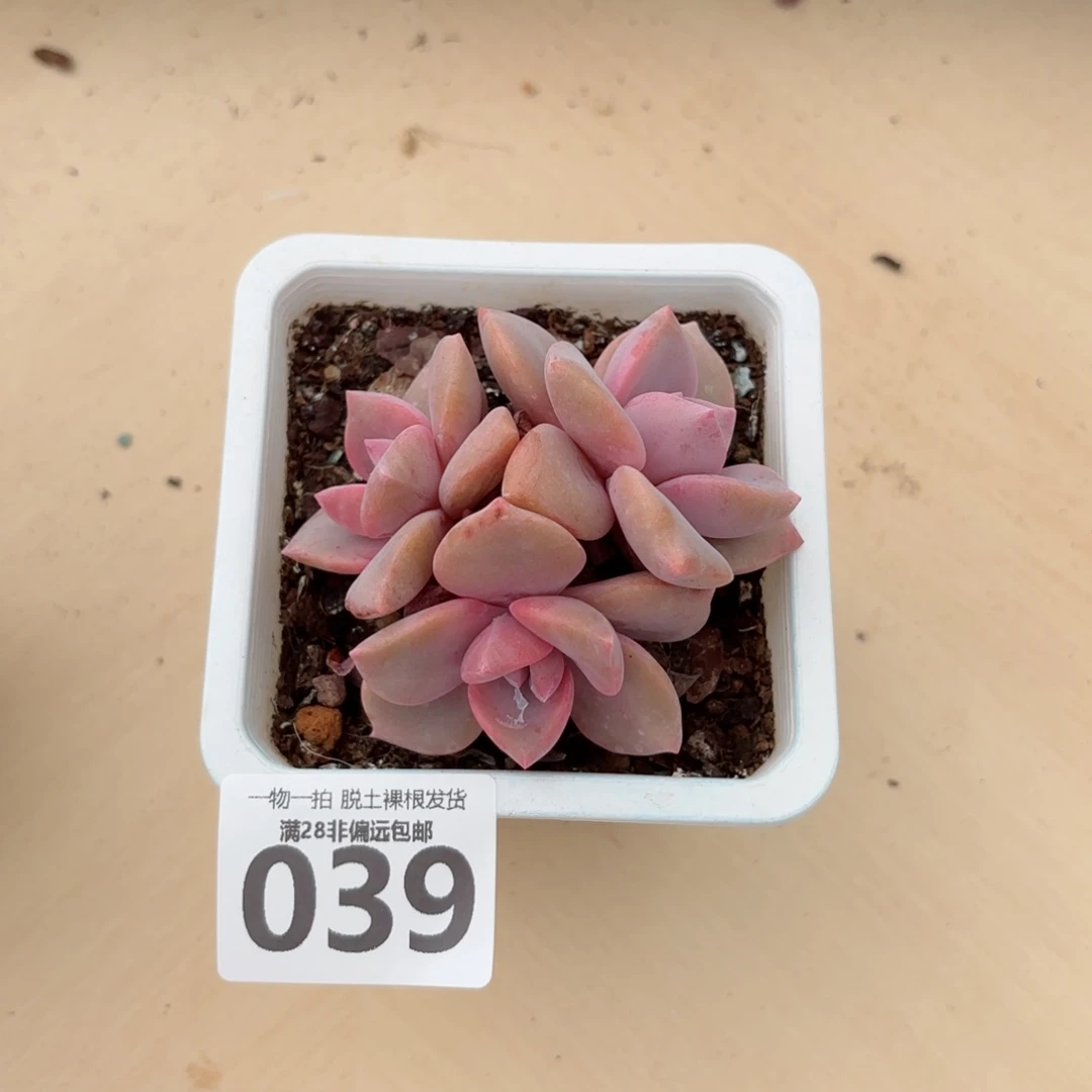 彩虹糖无盆土发货