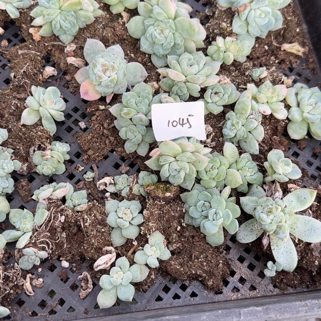 1045 号3半盘个满20包邮