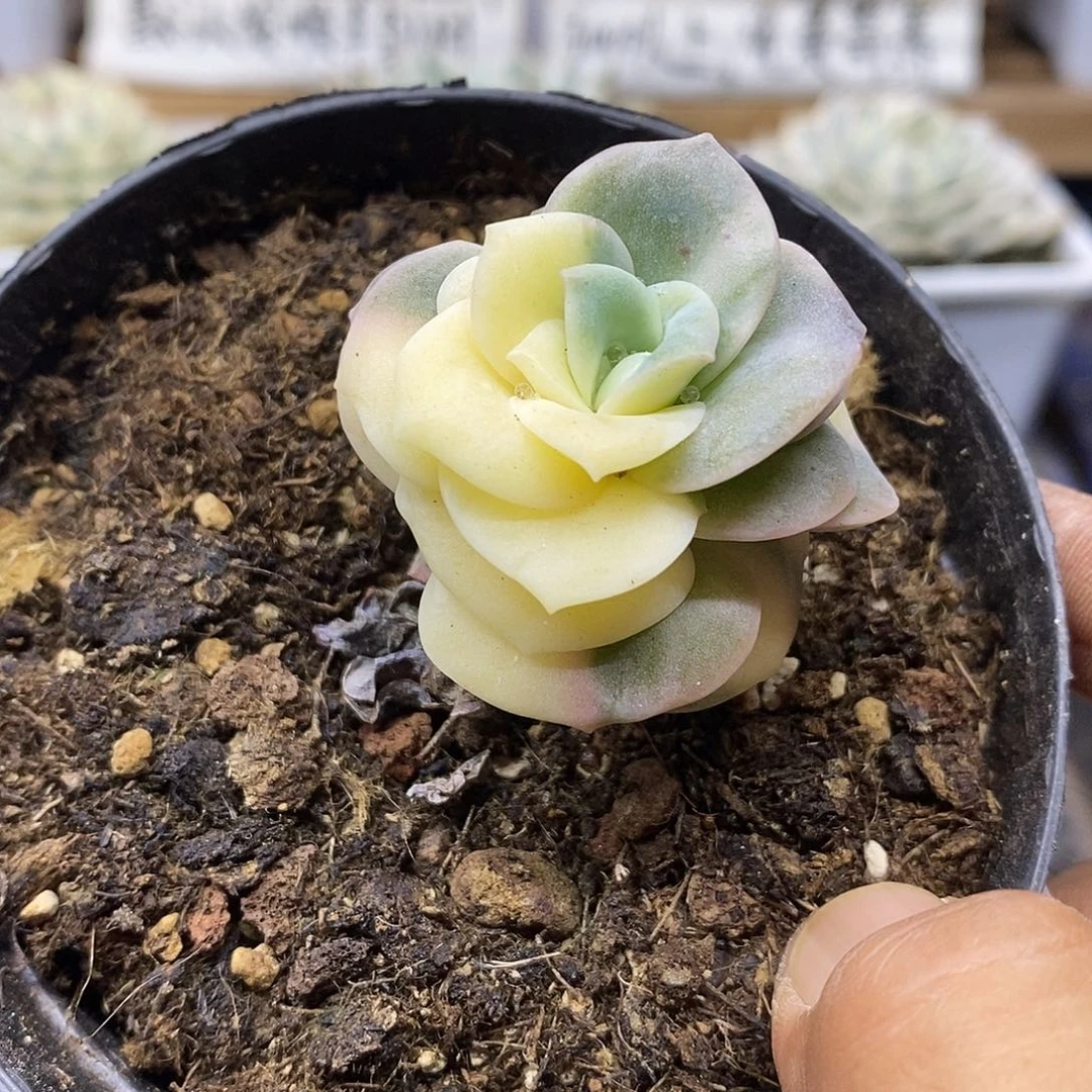 22171 可爱玫瑰花脸锦