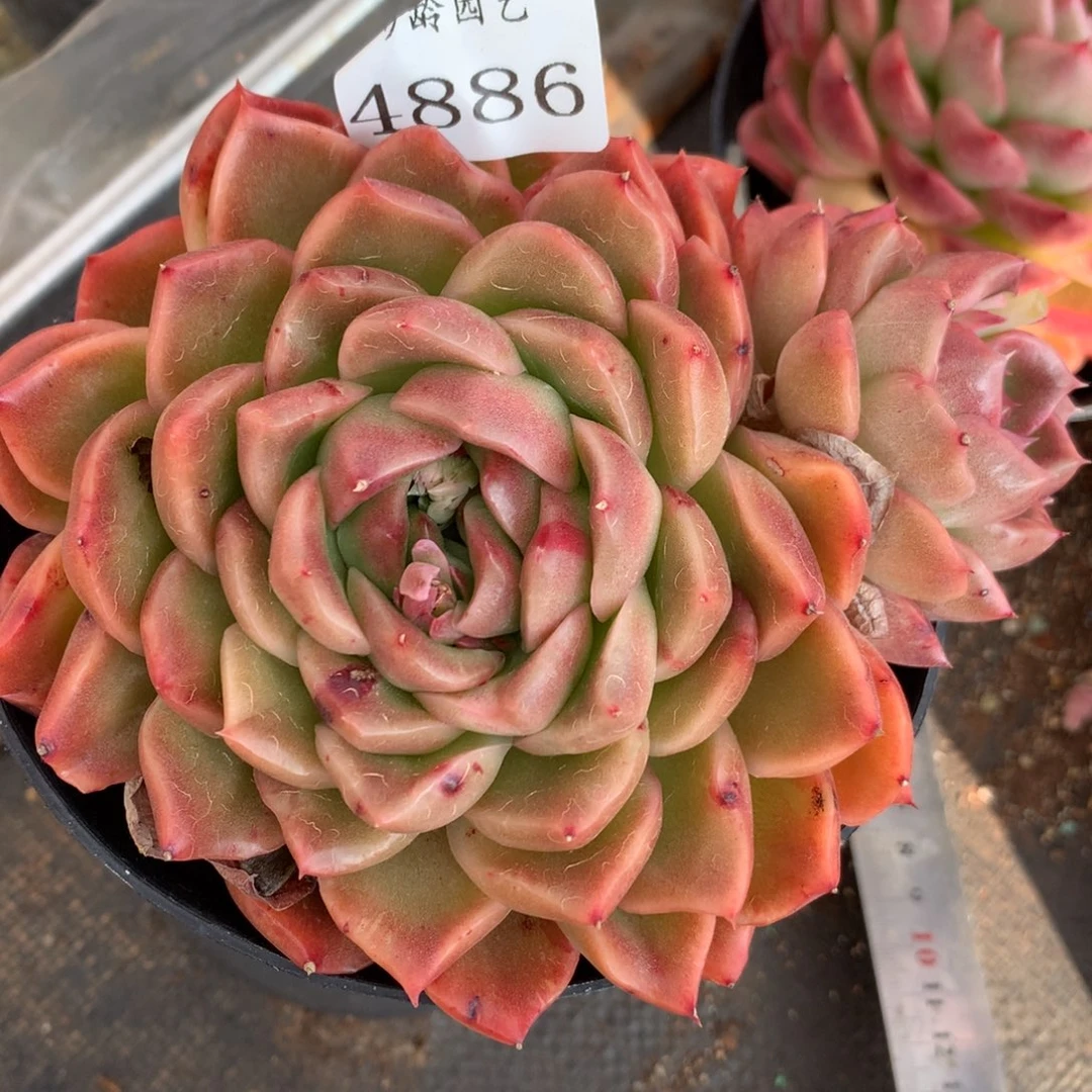 4886杂交多肉植物