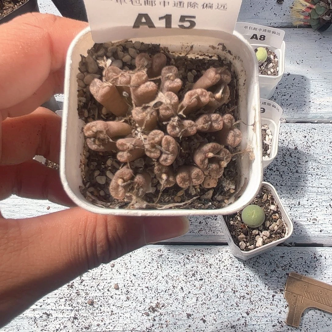 1109–番杏福利a15