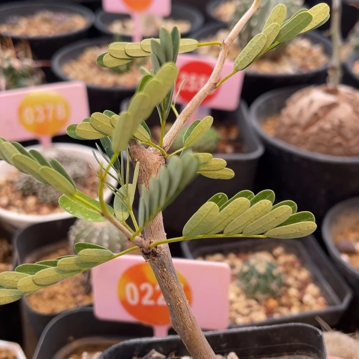 沙漠苏木沙漠苏木00000