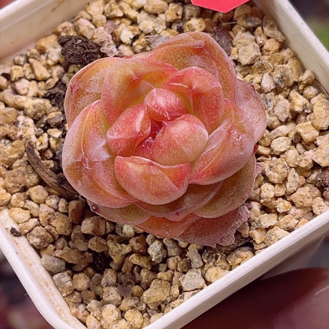 E497 橘钻一物一拍