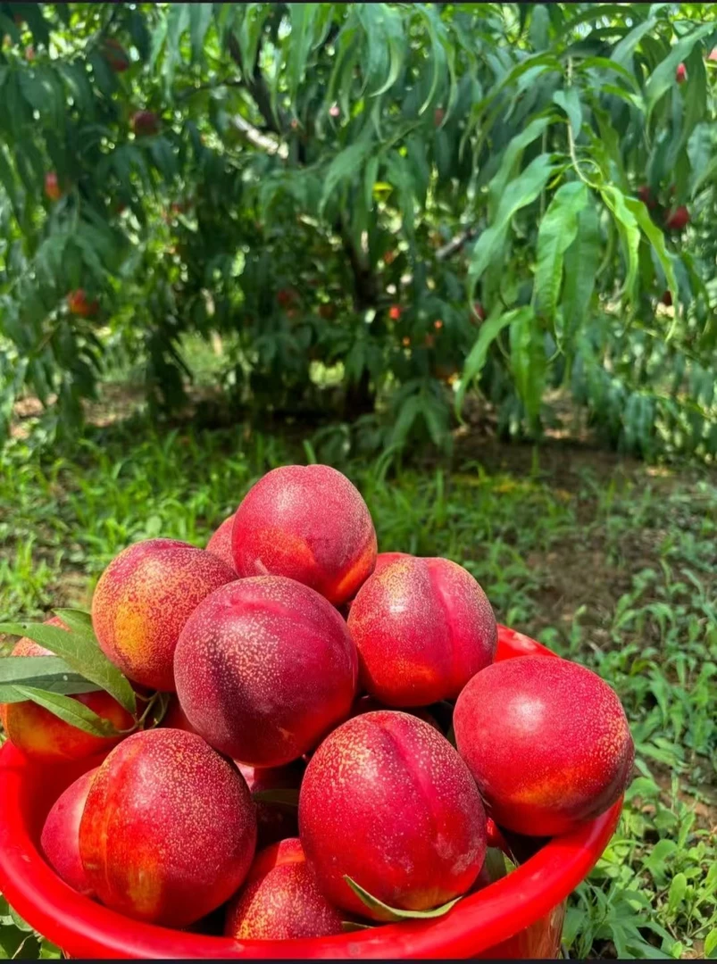 山东黄心油桃新鲜采摘当季水果