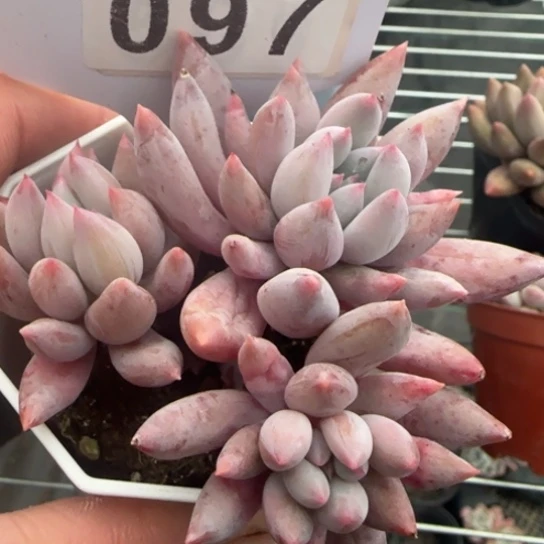 97所罗门一物一拍多肉