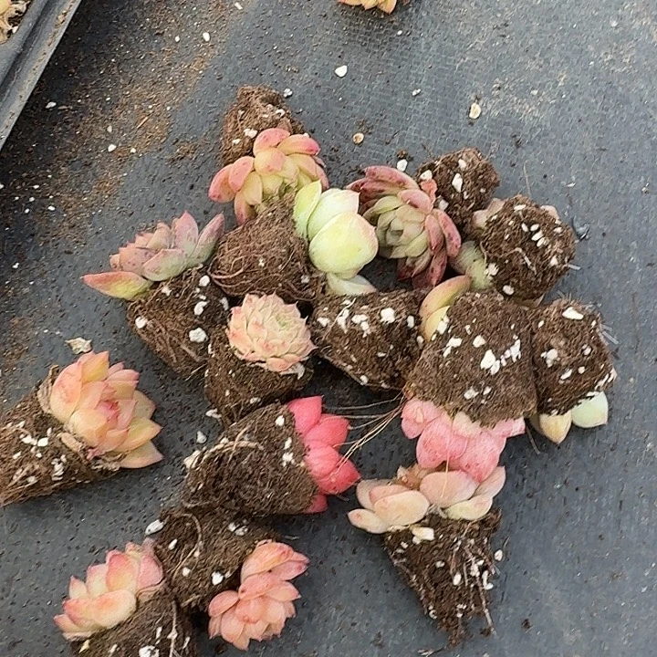 生病附近珍妮三十颗量拍27-42