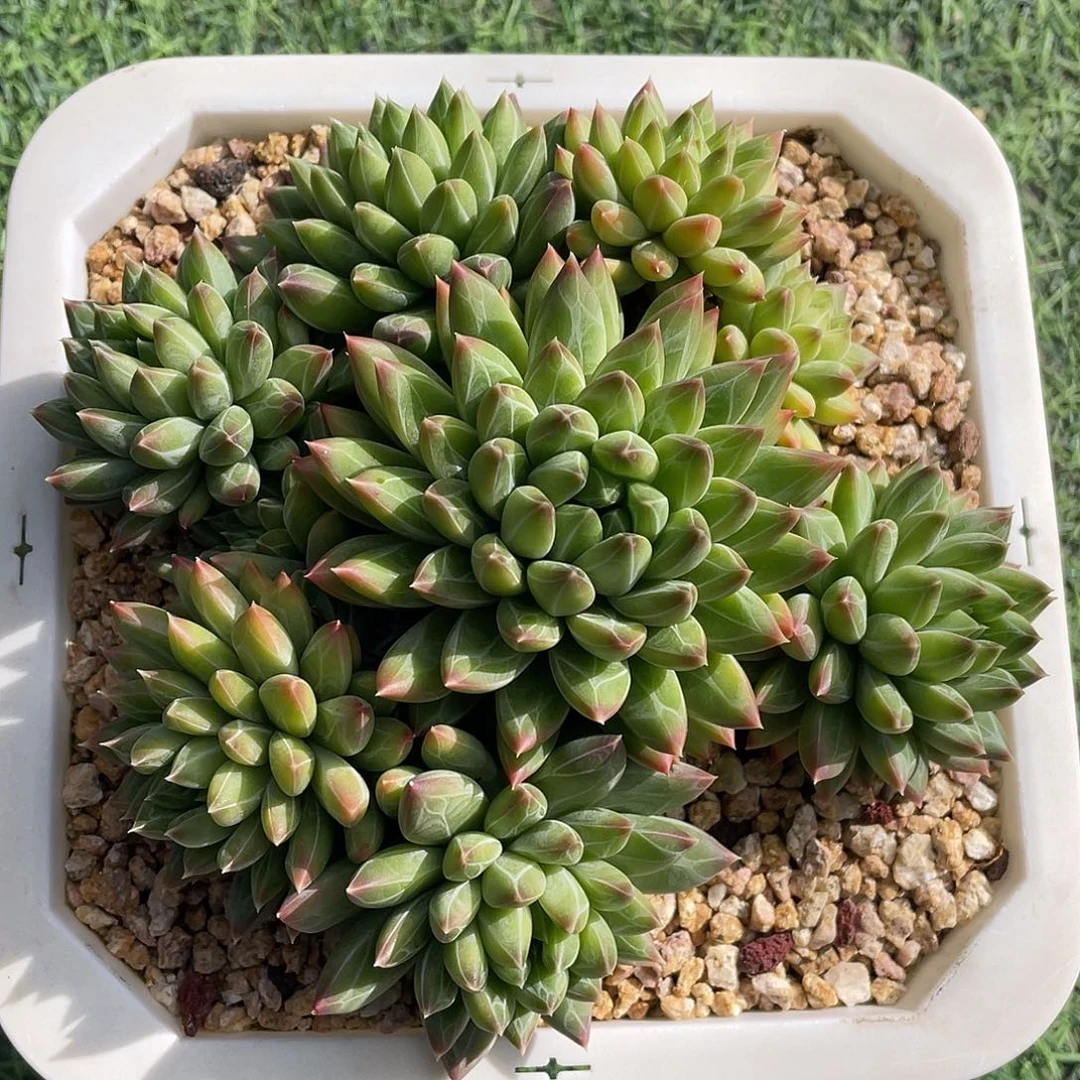 多肉植物脱土包邮