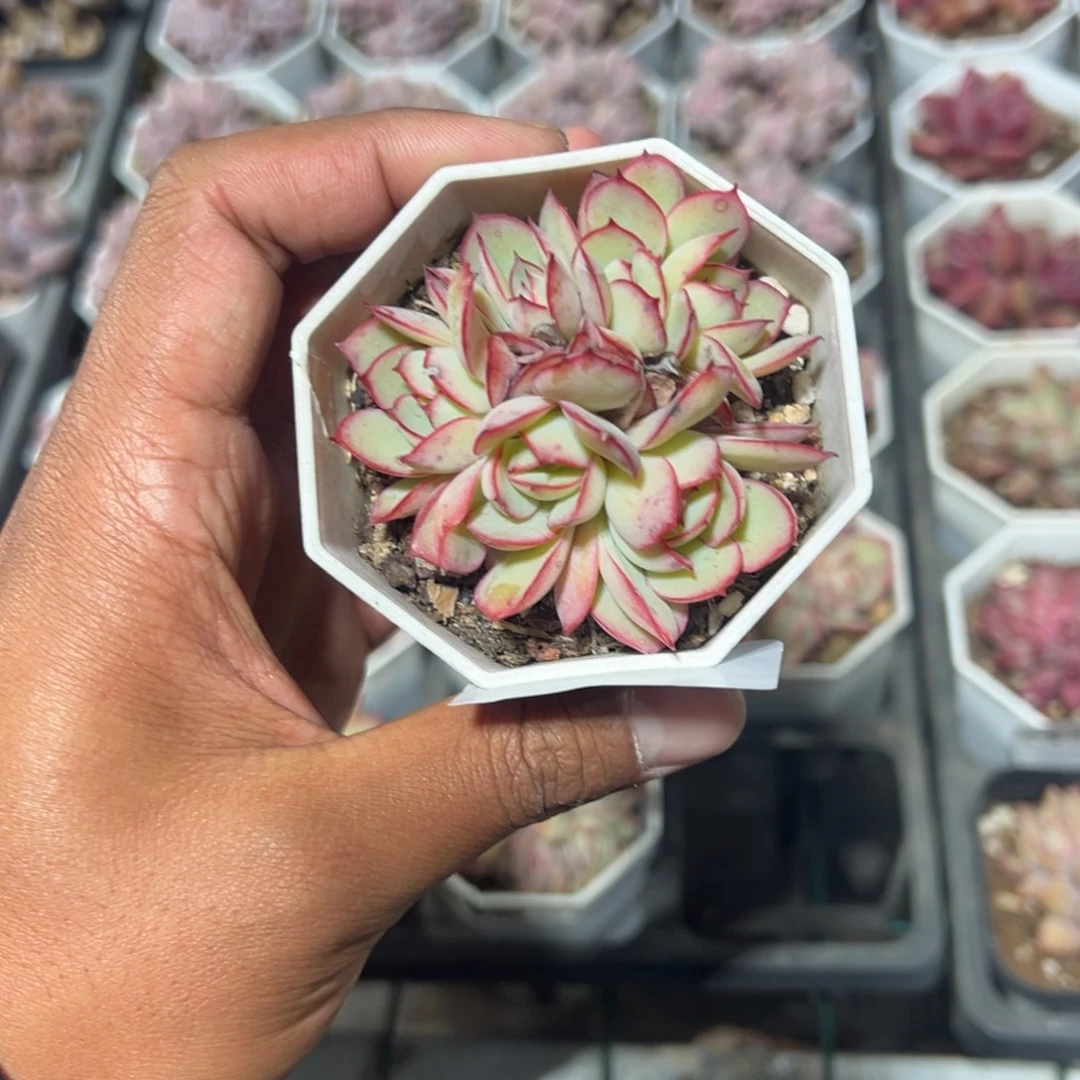 365号六头牡丹亭群一物一拍满18包邮