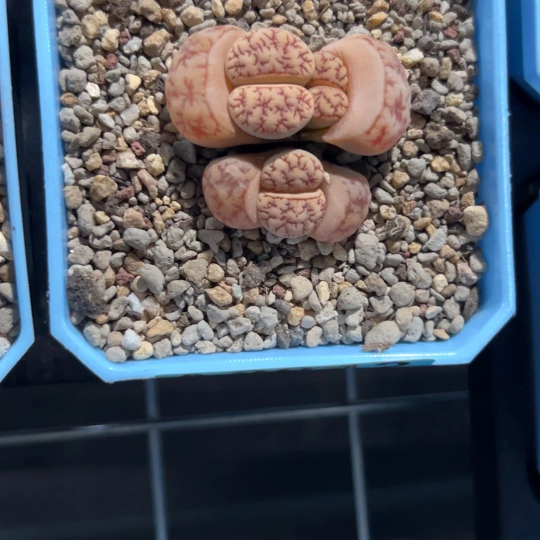 渡*2042三头2611专拍专拍专拍