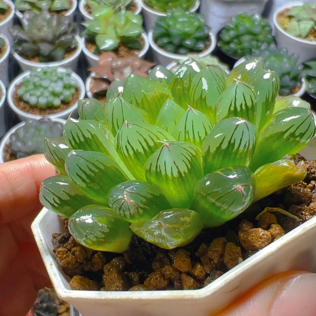 红丝玉露多肉多肉