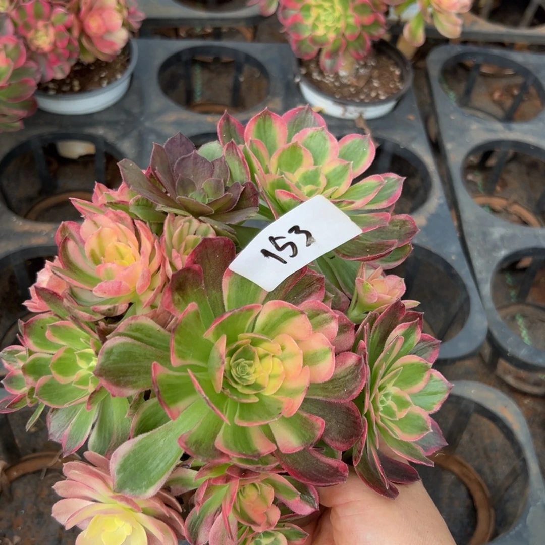 多肉植物153脱土的