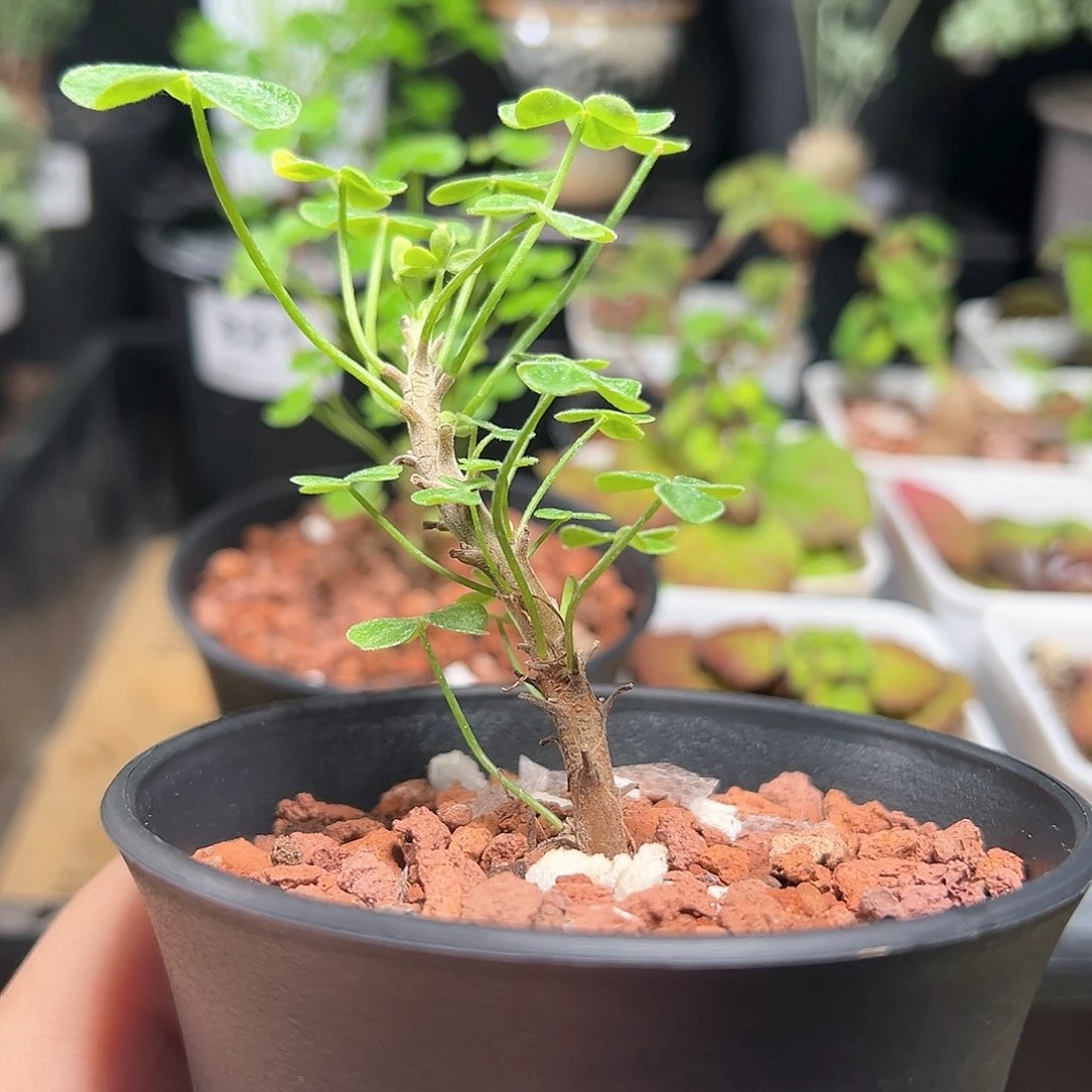 巨人酢浆草带盆发货