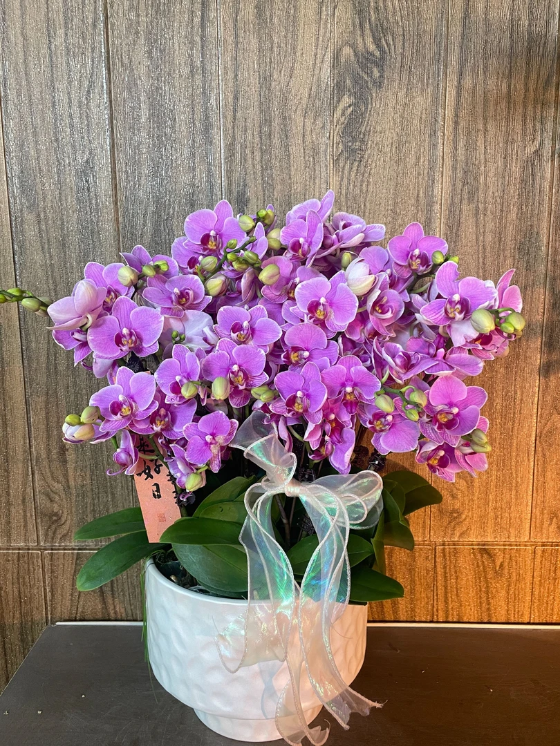 紫蝶 精品蝴蝶兰 紫色花型 室内精品观赏 真花
