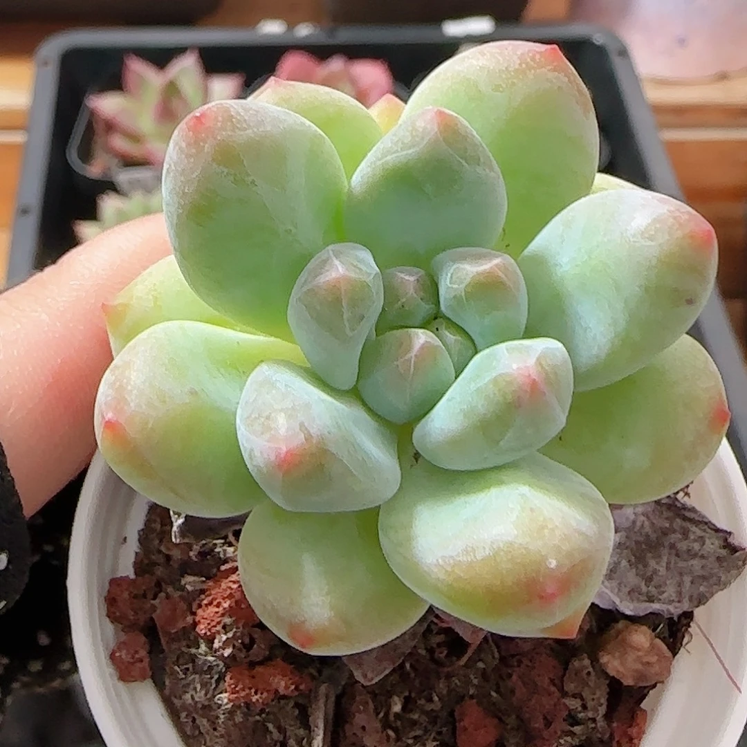 多肉1001--48美人手指