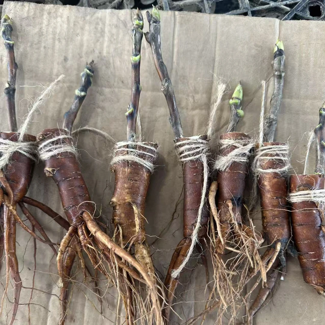 菏泽精品牡丹一年嫁接苗对版发货