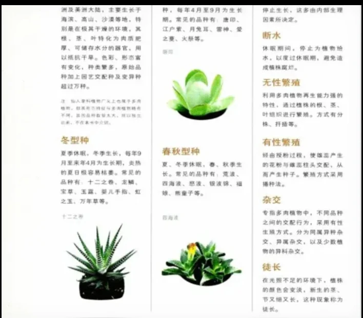 精品多肉 小胖哥园艺一物一拍（轻微断枝不售后）