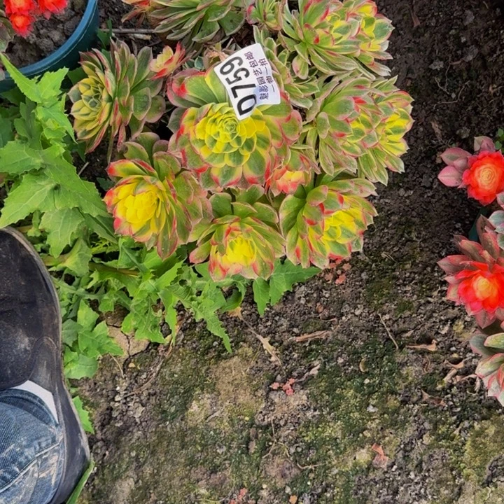 海鲜花25-26包邮花花