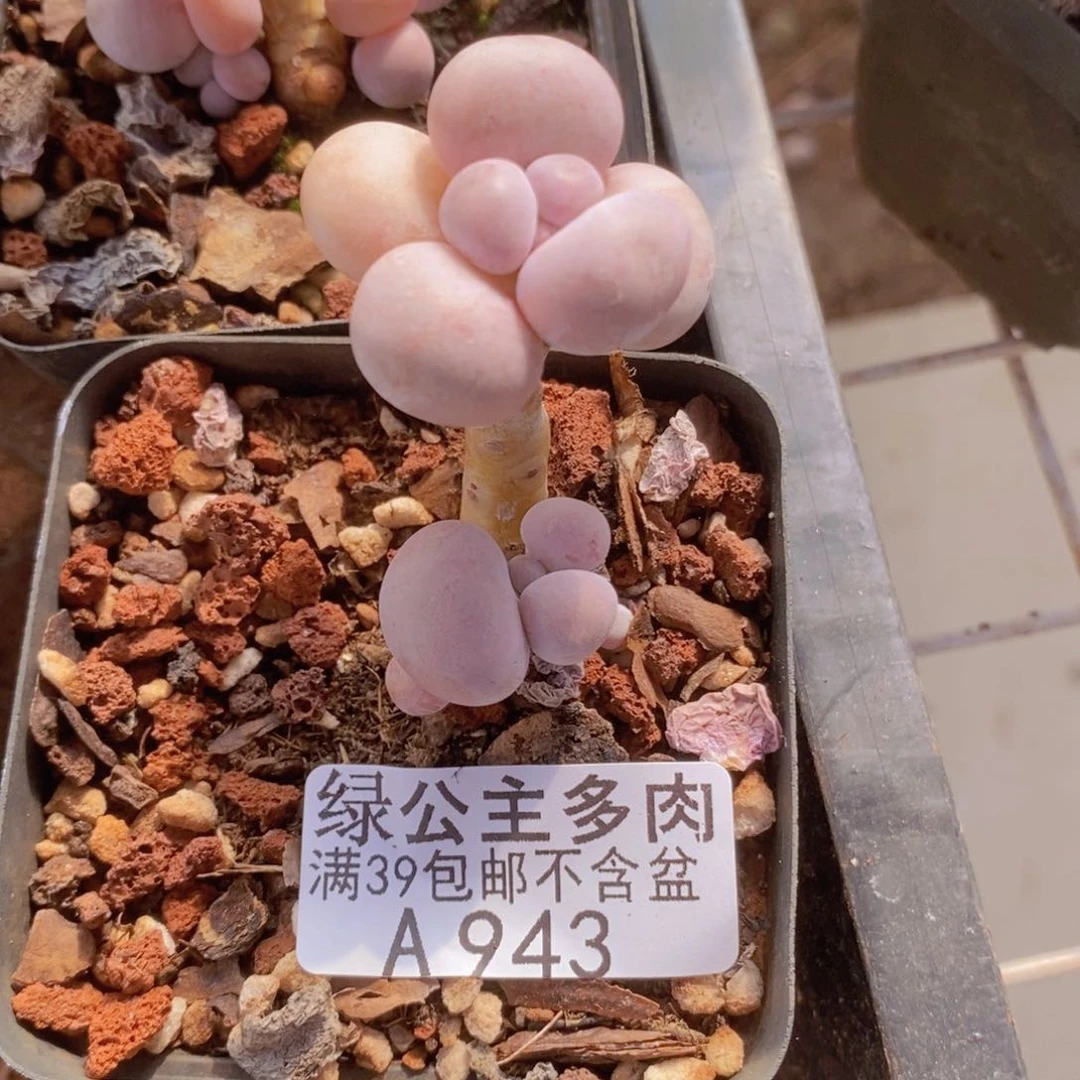 橙奶单头943多肉植物