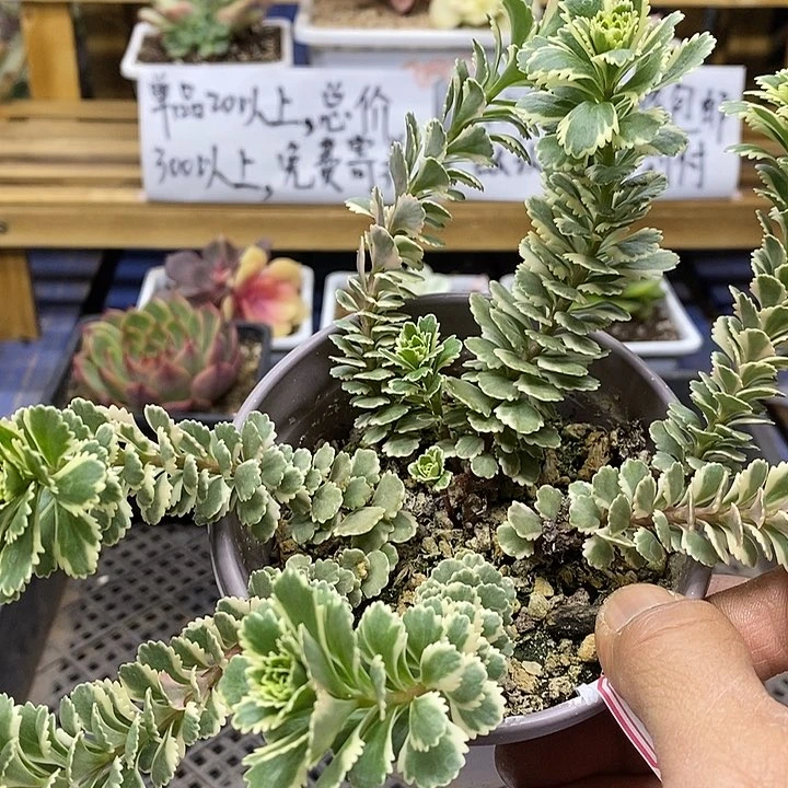 02122 亚特兰蒂斯