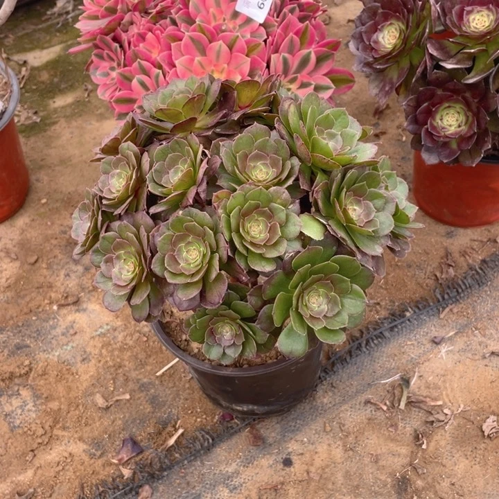 607万法师多肉断枝不售后