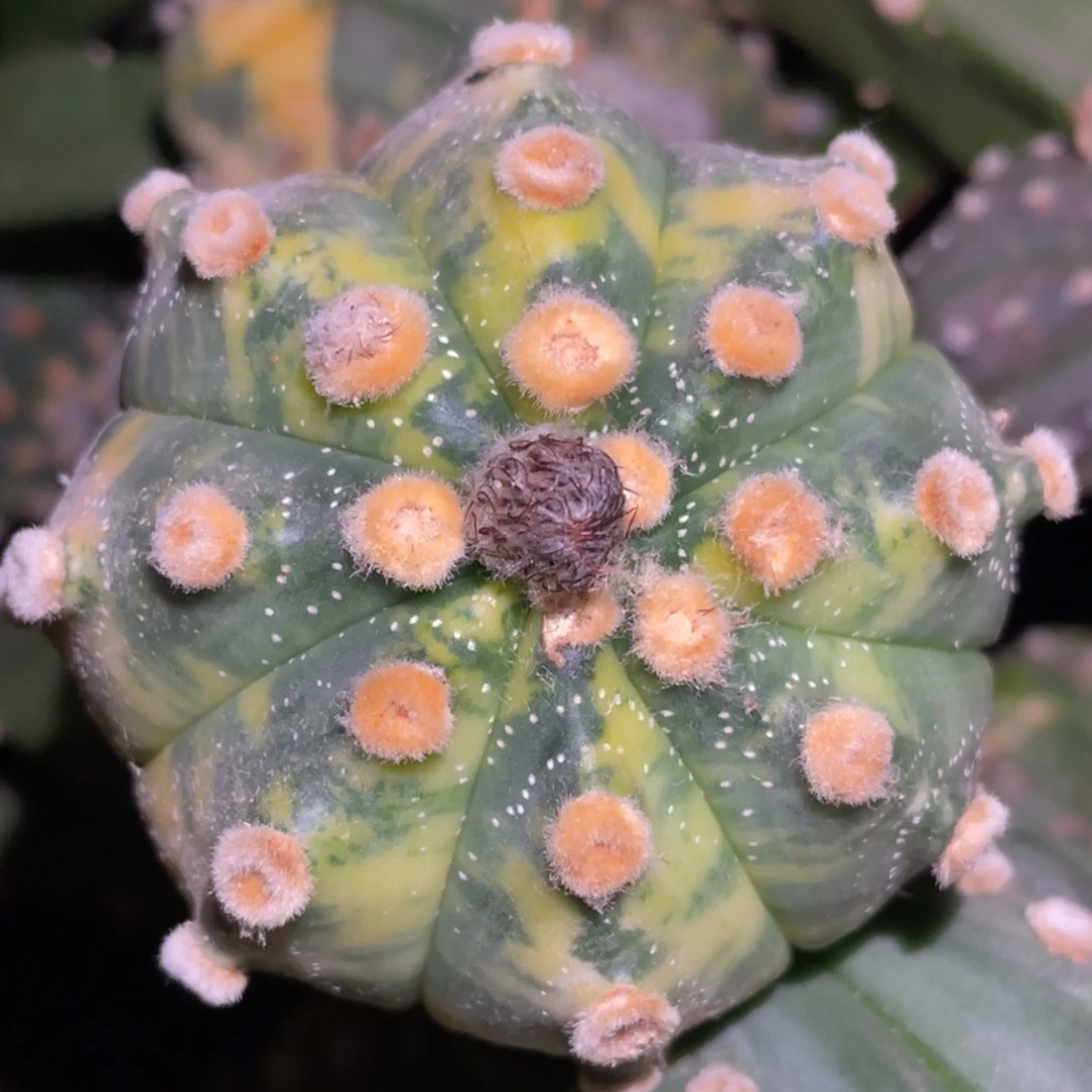 全部花朵金毛散斑雪花兜锦