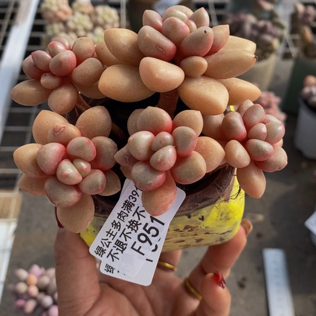 花**朵先锋派951/8cm多肉