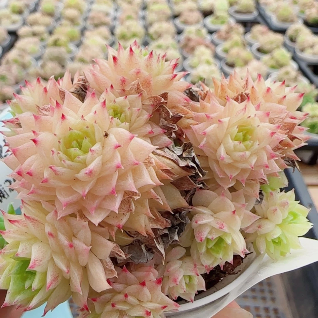 花语逸镜0525-111散福利