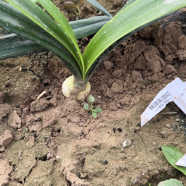 双黄朱顶红一棵3+