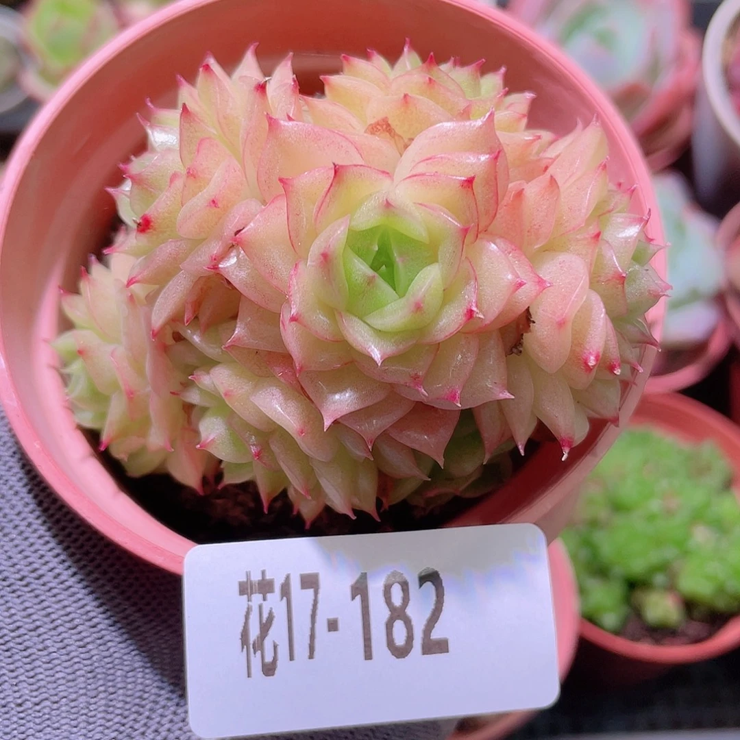 花利美17-182麦秆群
