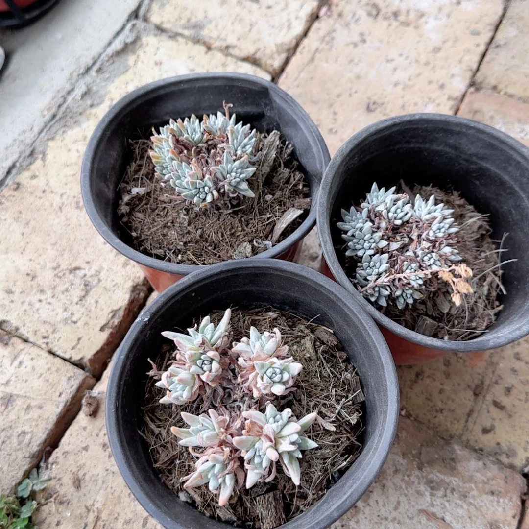 无花朵120白菊老桩