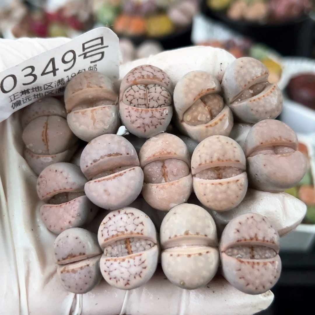 好养易活生石花大母本0349